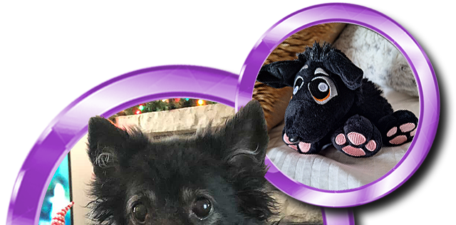 Pibborafi Lucy